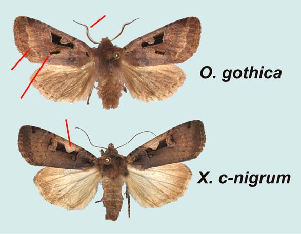 Comparaison mles O.gothica - X.c-nigrum